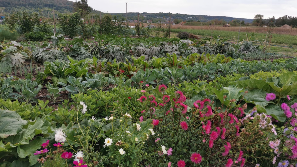 Gemüsebeete mit blühenden Blumen auf dem Höhefelder Hof